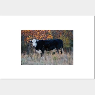 Cow In The Meadow Posters and Art